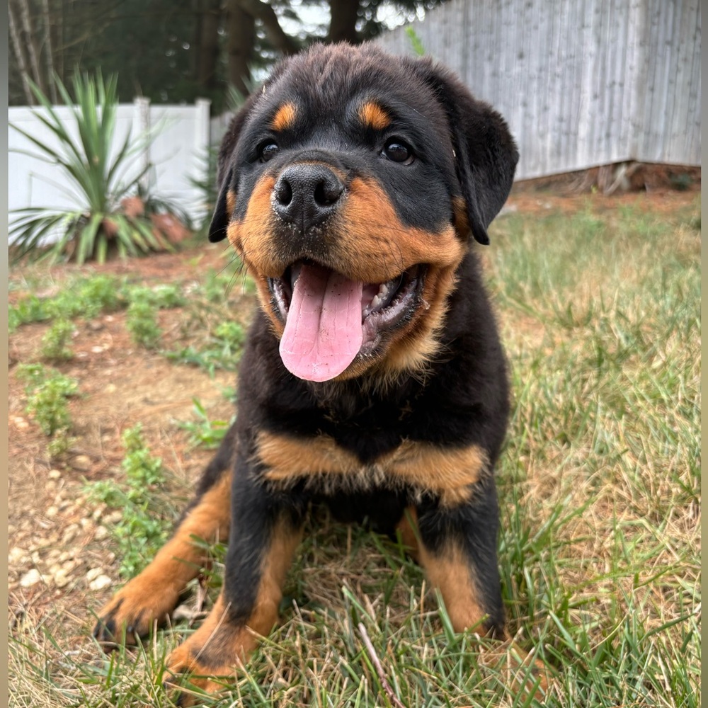 Meet your Posher, Florens